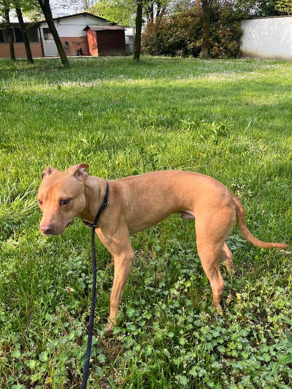 CARLETTO CERCA CASA Foto 3